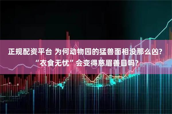 正规配资平台 为何动物园的猛兽面相没那么凶? “衣食无忧”会变得慈眉善目吗?